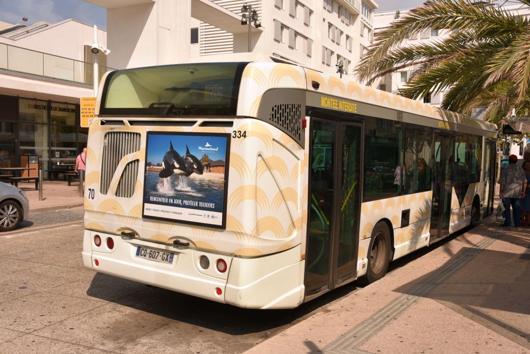 Palm Bus 334